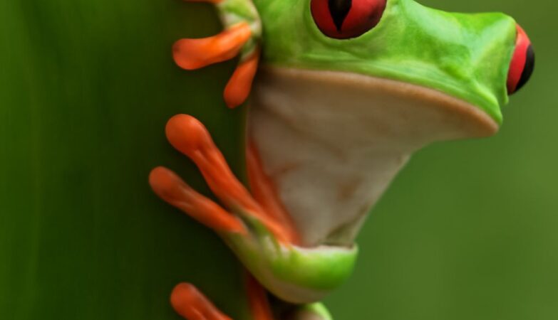 Children exploring a tropical rainforest canopy with colorful plants and animals
