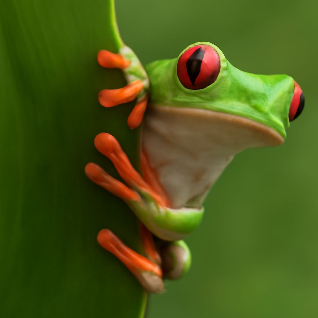 Tropical Rainforest Animals and Plants: A Kid-Friendly Guide